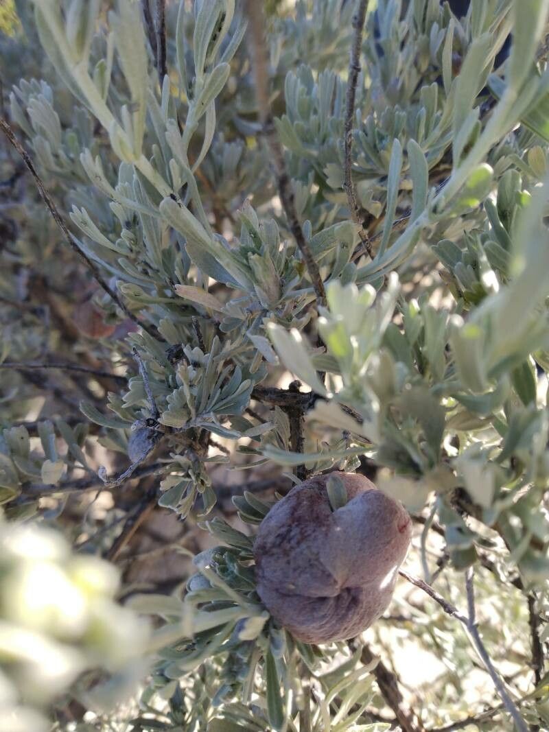 Artemisia tridentata fruit