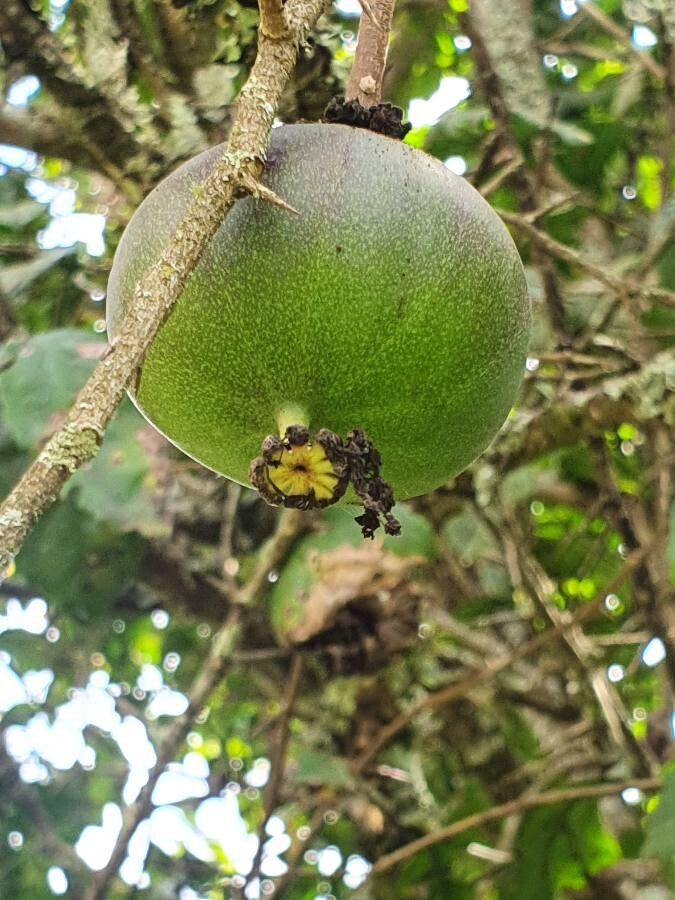 Oncoba spinosa fruit