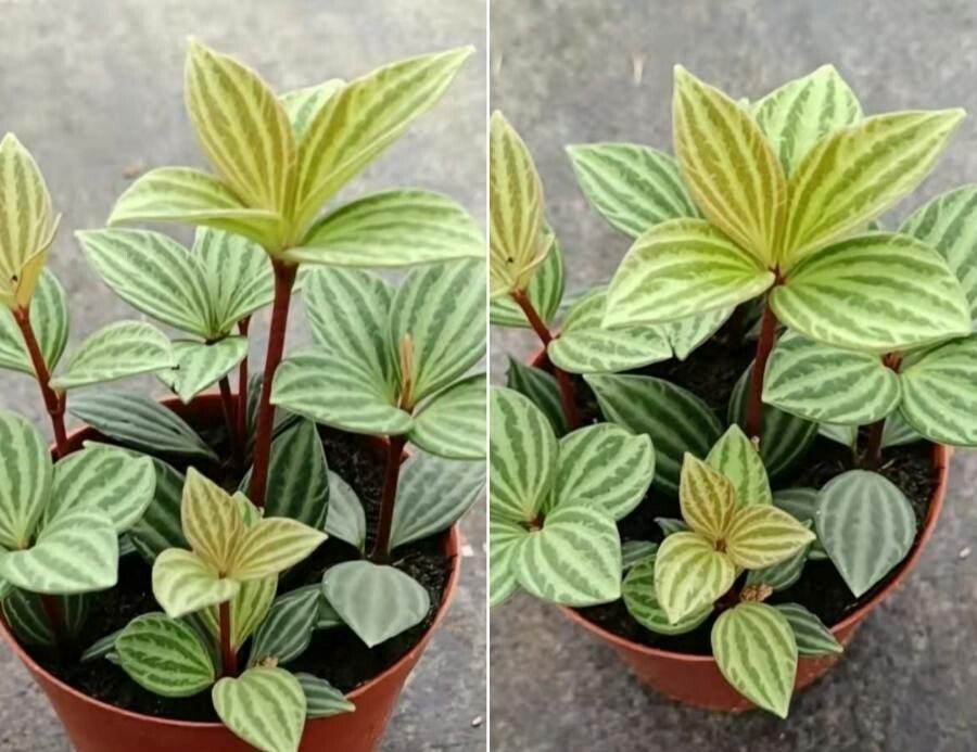 Peperomia tetragona leaf