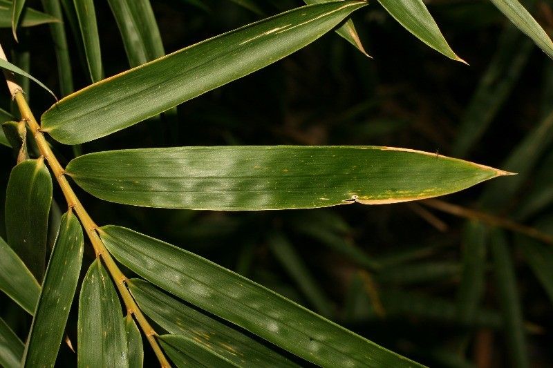 Bambusa multiplex leaf