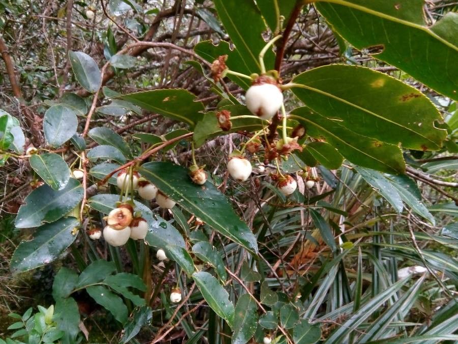 Aphloia theiformis fruit