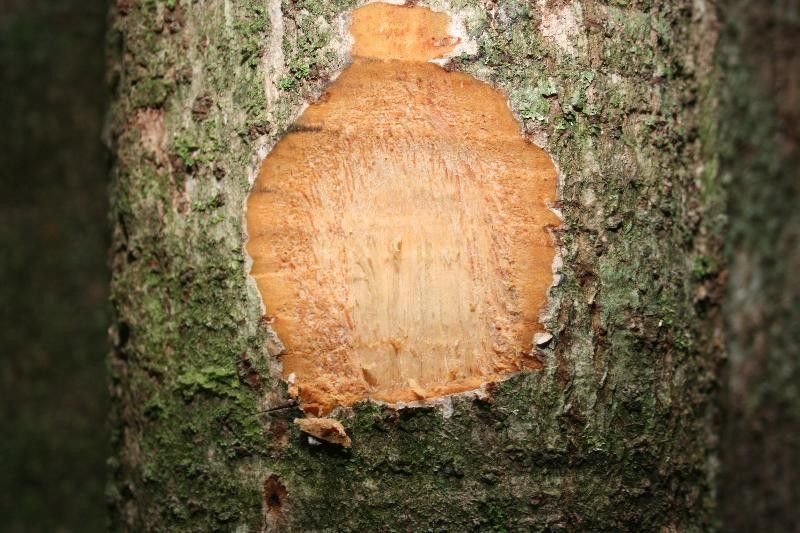 Ocotea tomentella other