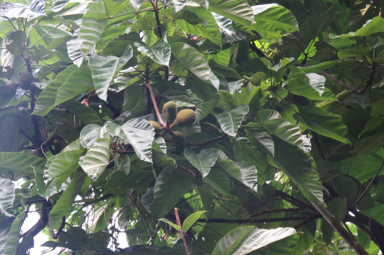 Sterculia caribaea leaf