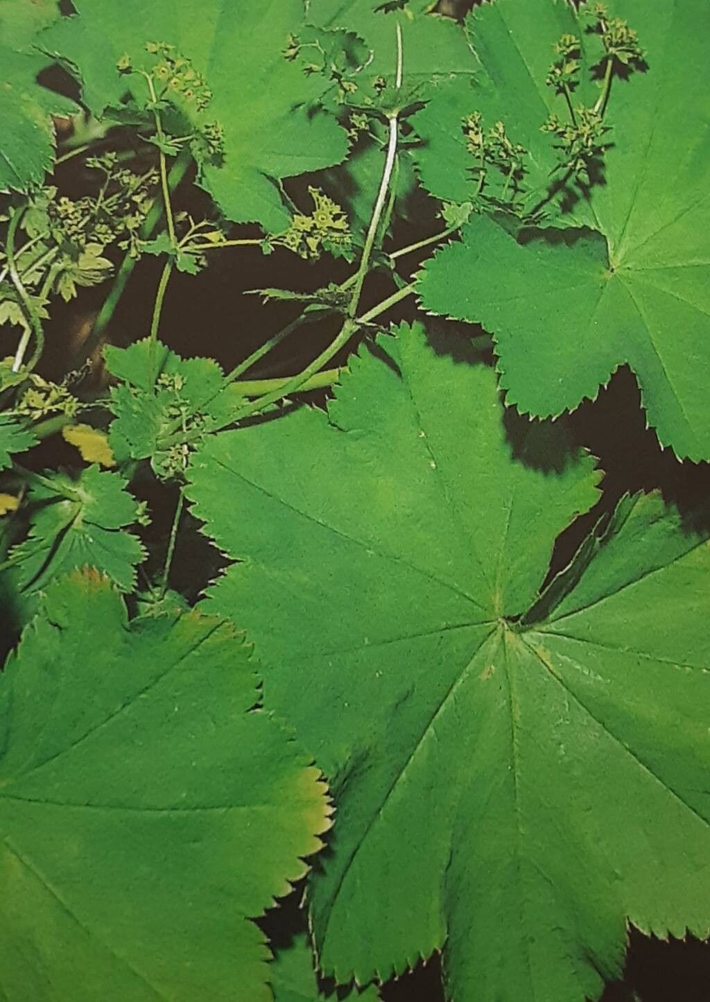 Alchemilla heteropoda — houseplant care guide