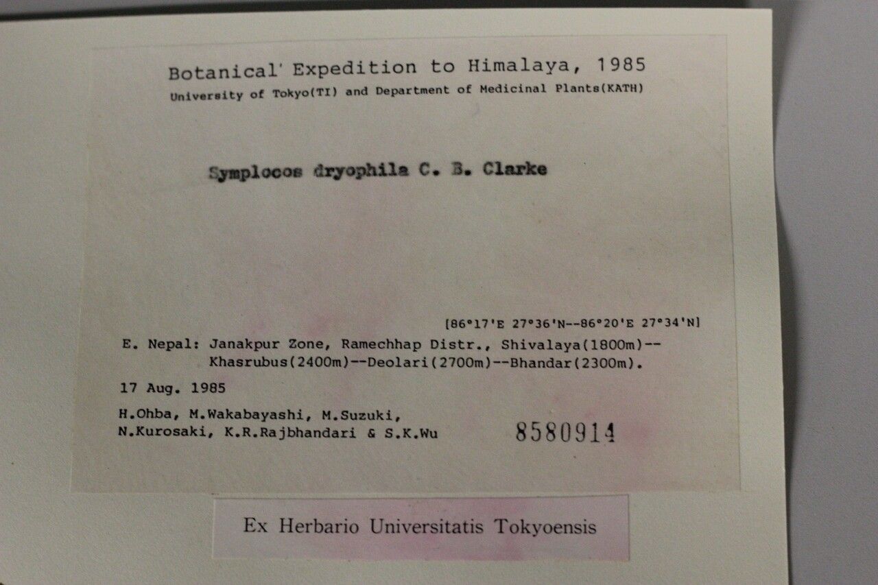 Symplocos dryophila — houseplant care guide