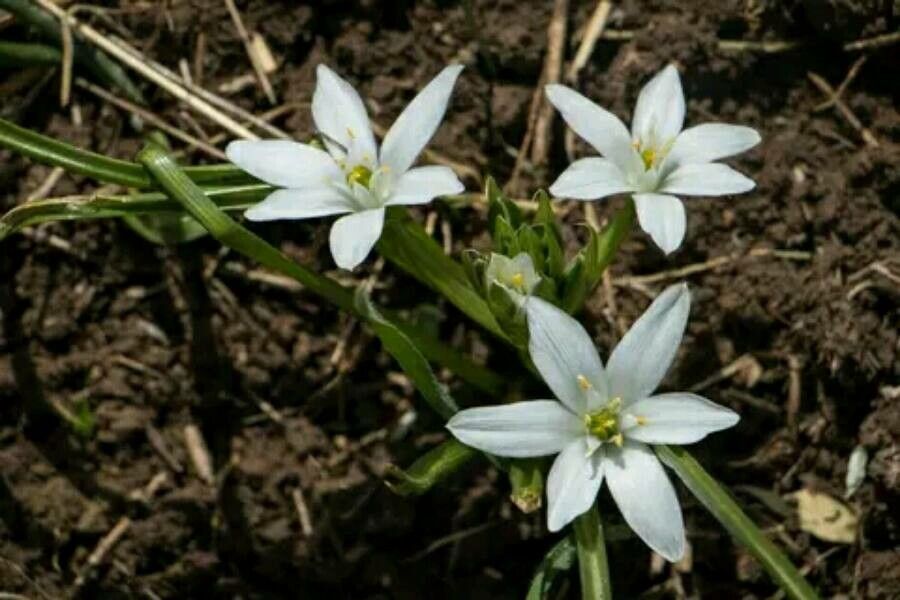 Ornithogalum neurostegium — houseplant care guide