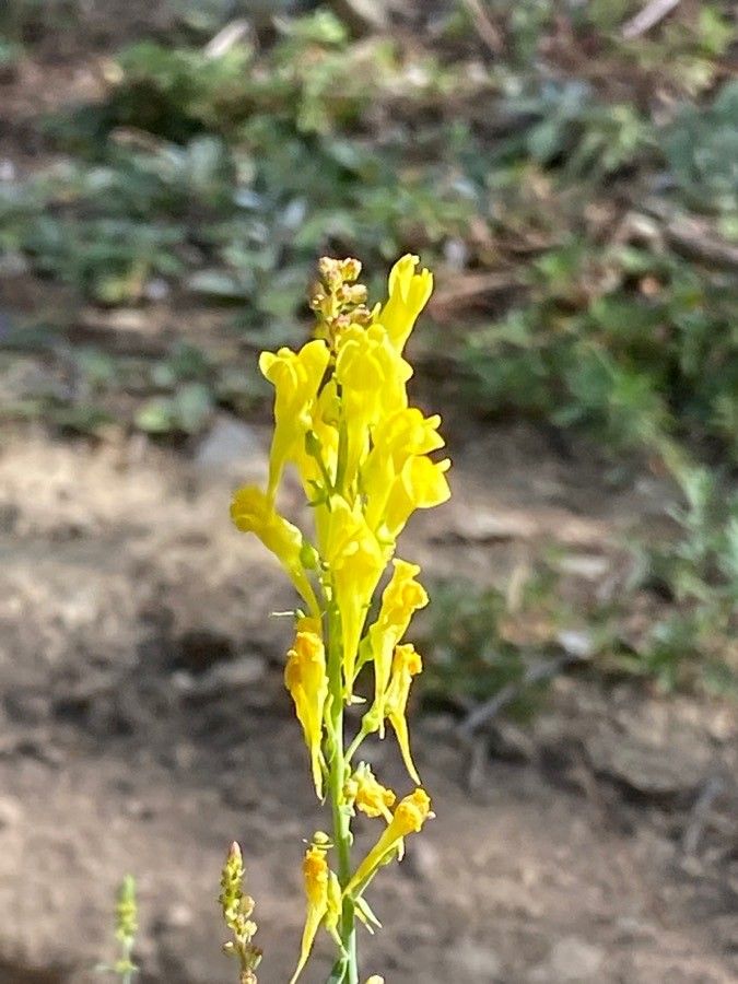 Linaria angustissima flower