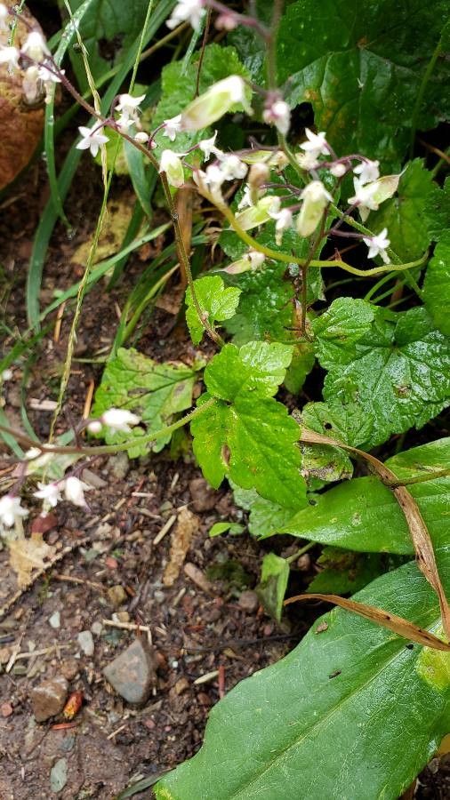 Tiarella trifoliata — search result for 'Saxifragaceae'