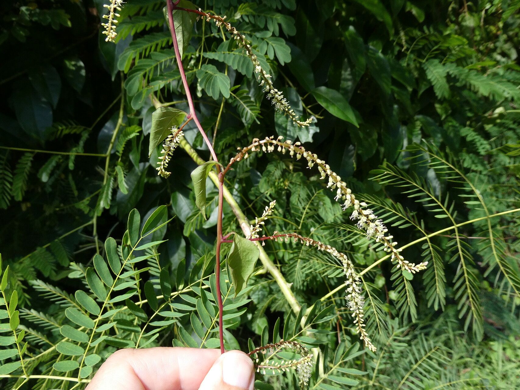 Anredera vesicaria flower