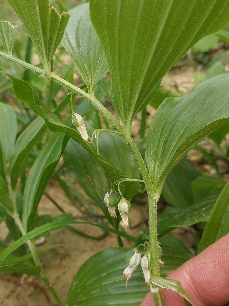 Polygonatum latifolium fruit