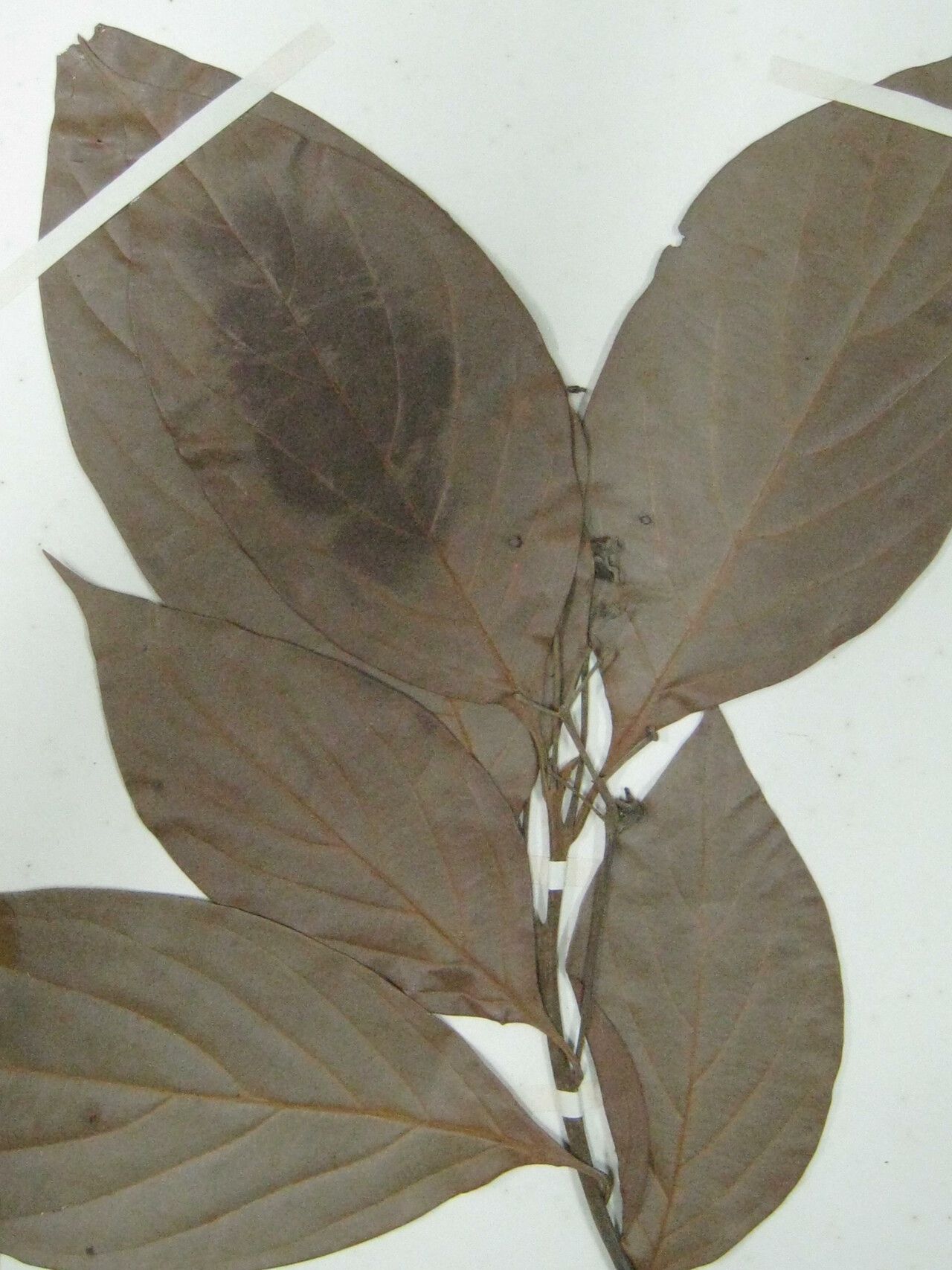 Nectandra globosa other