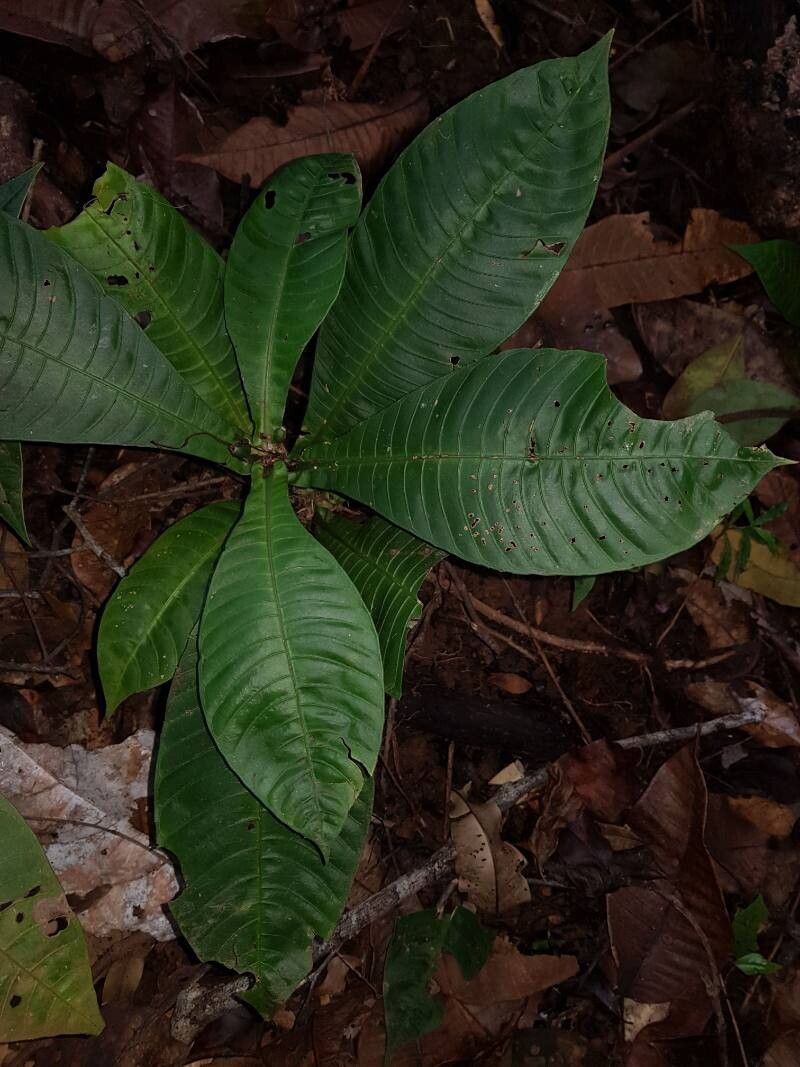 Psychotria chitariana — houseplant care guide