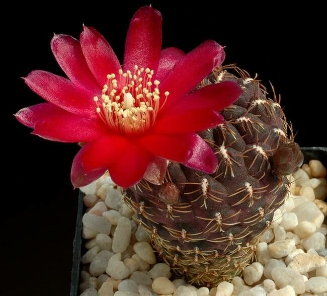 Rebutia mentosa flower