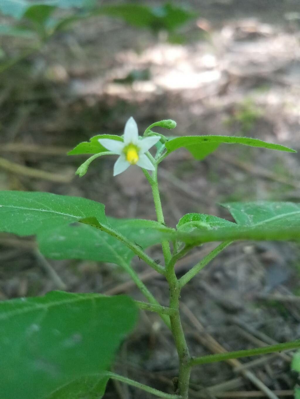 Solanum ptycanthum flower