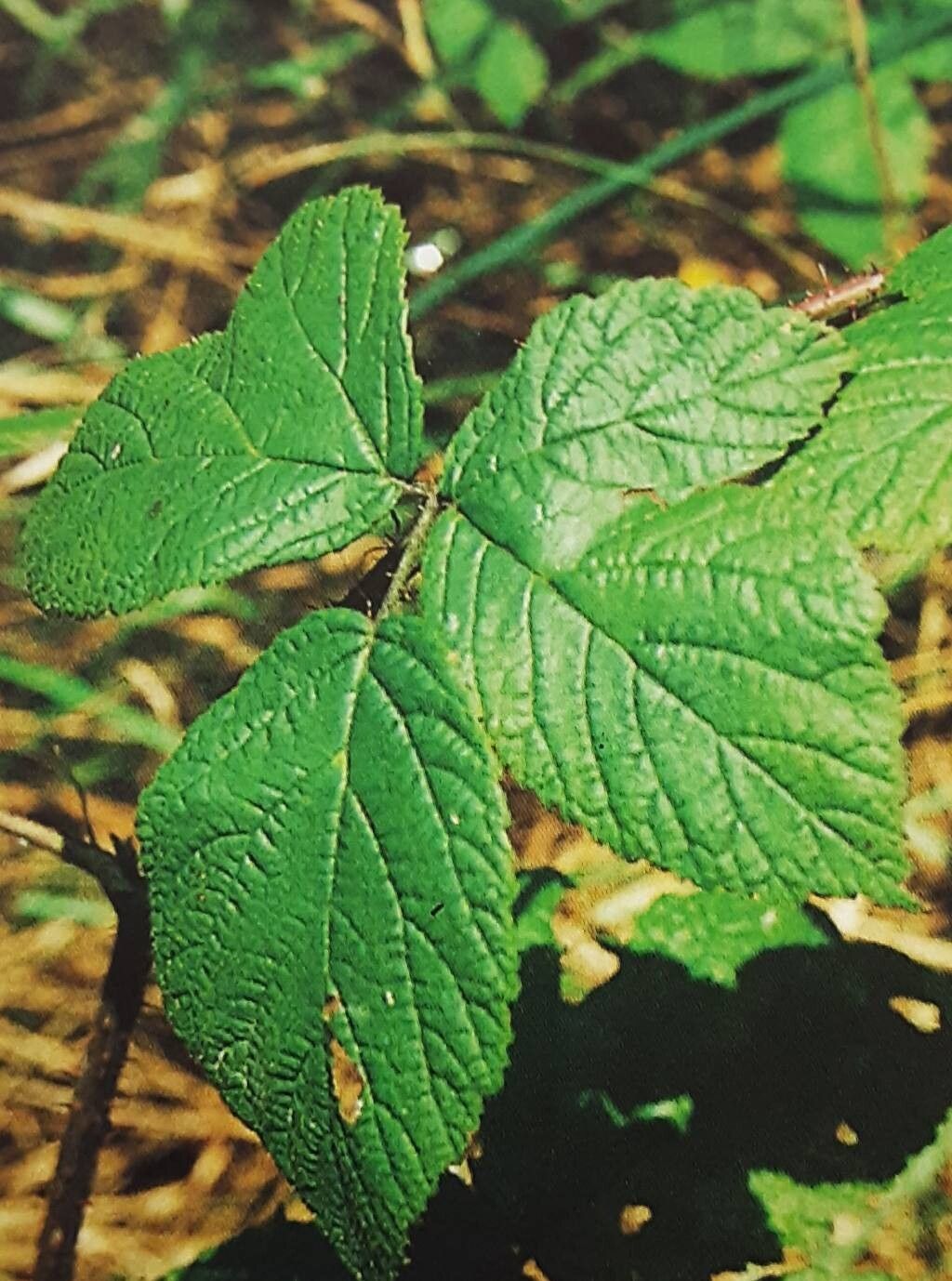 Rubus dollnensis — houseplant care guide