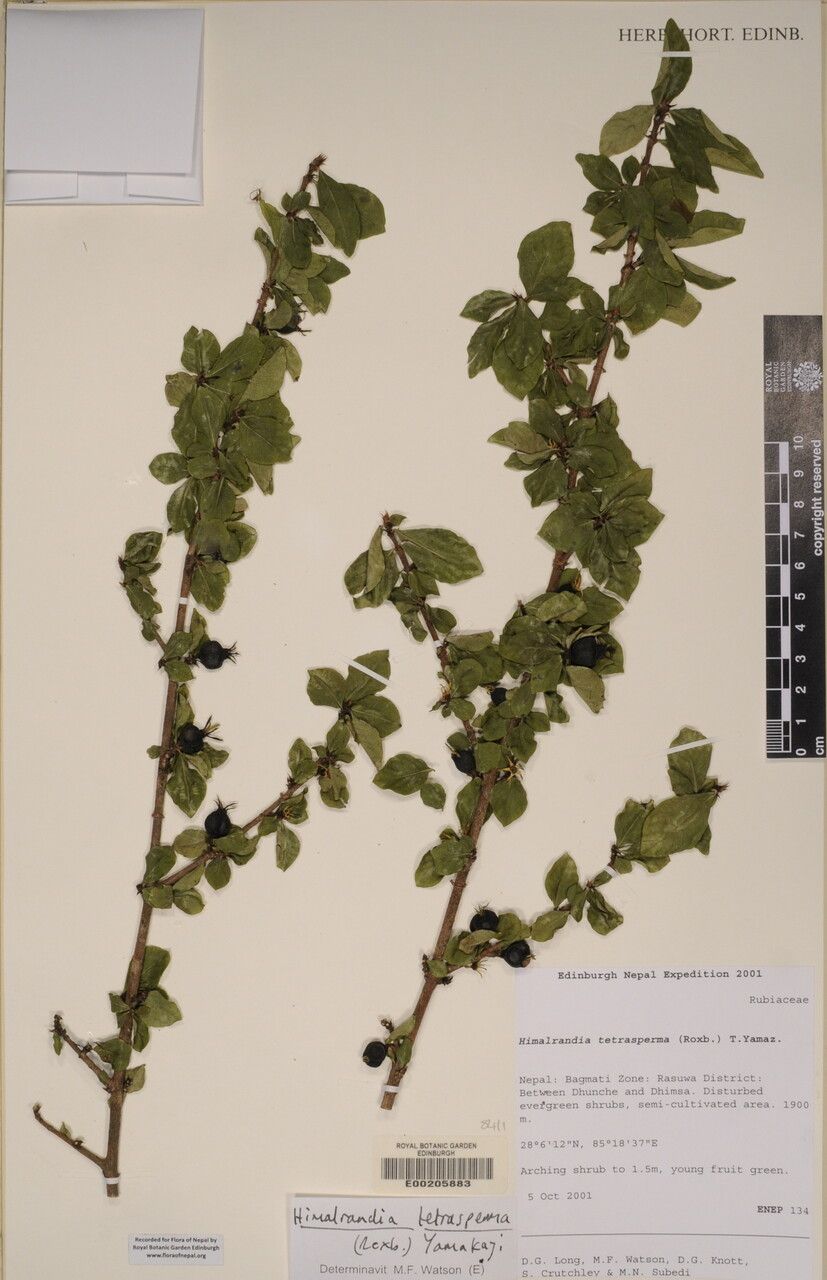 Himalrandia tetrasperma other