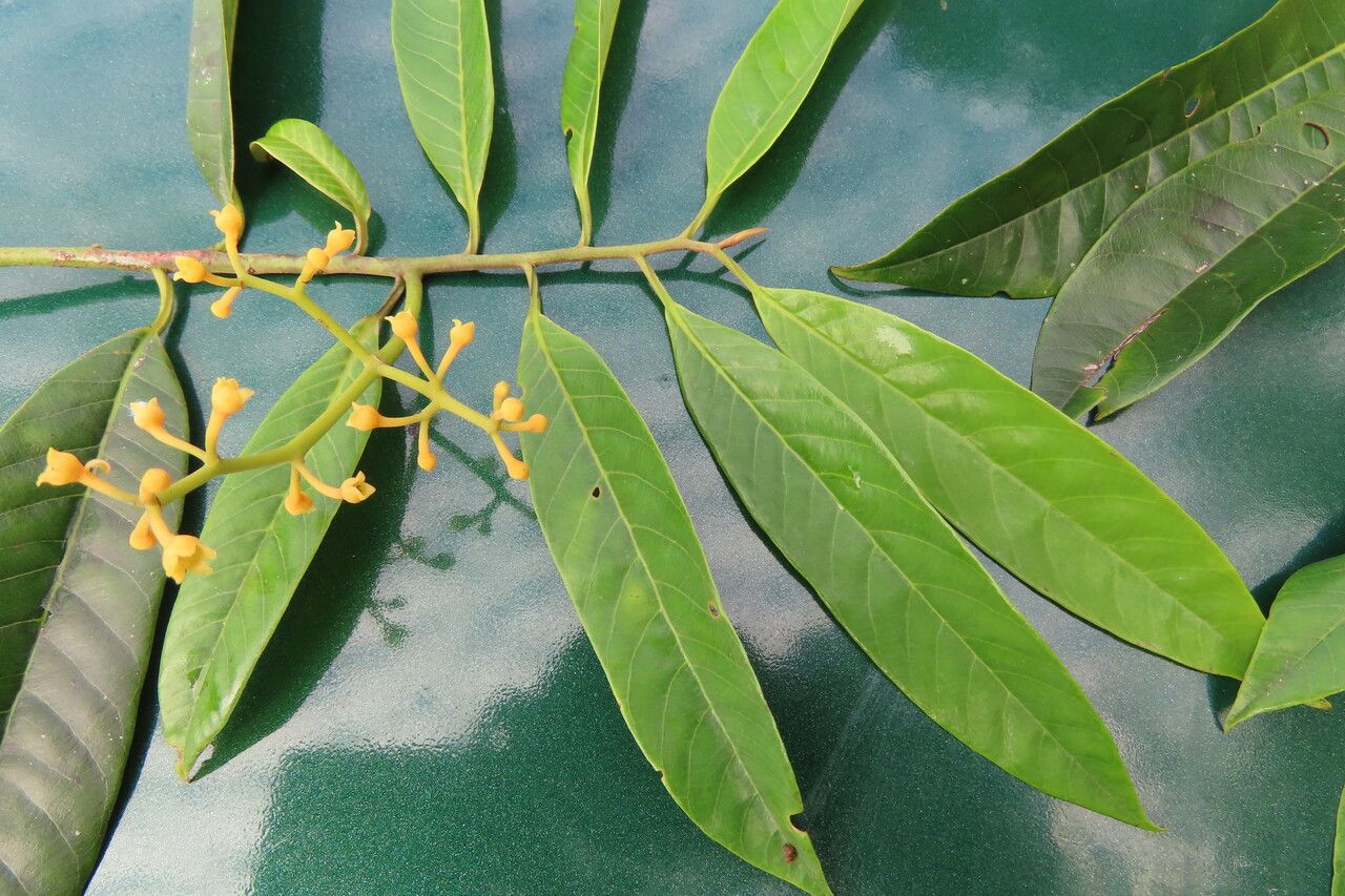 Virola multiflora leaf