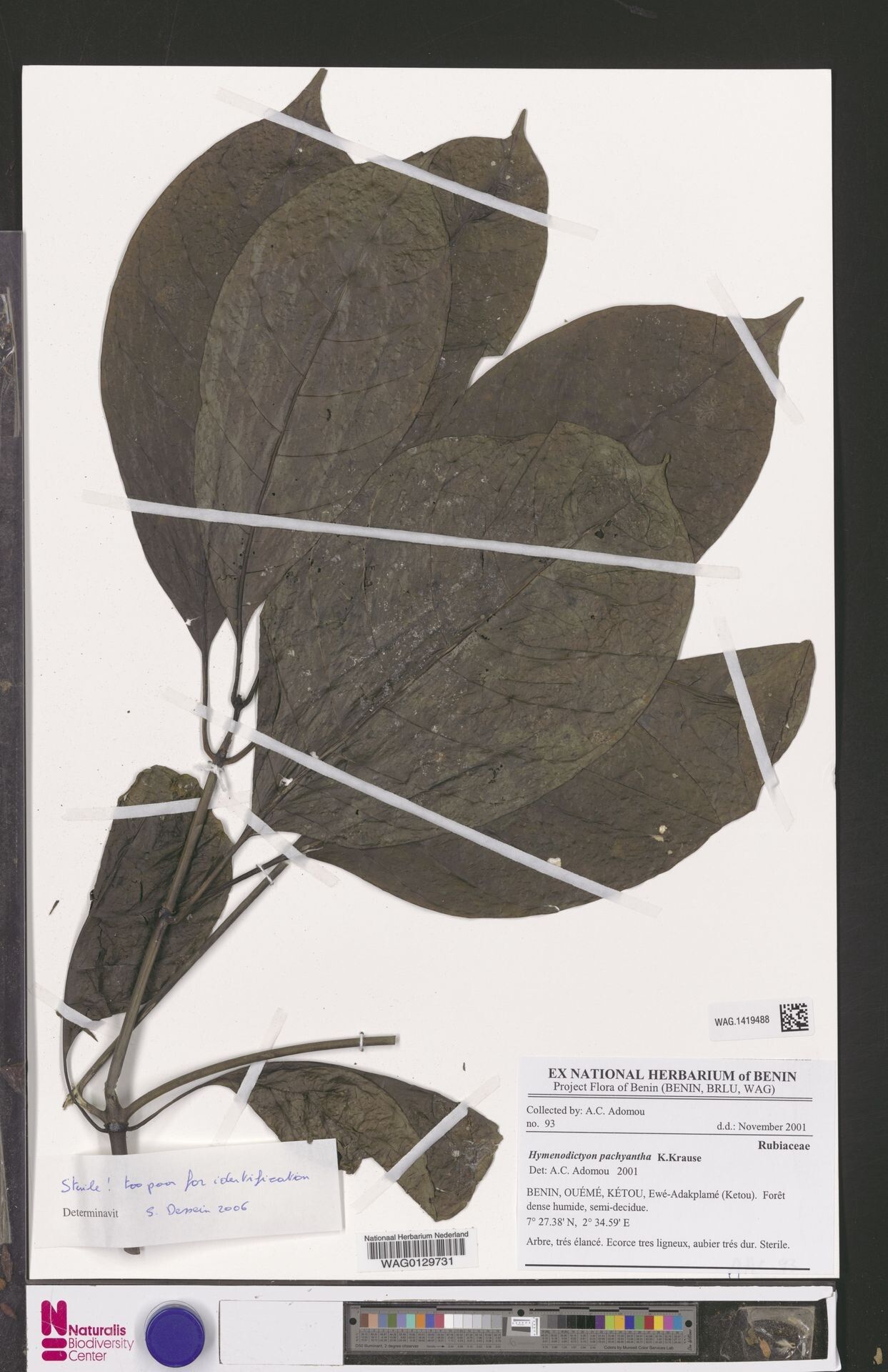 Hymenodictyon pachyantha — houseplant care guide