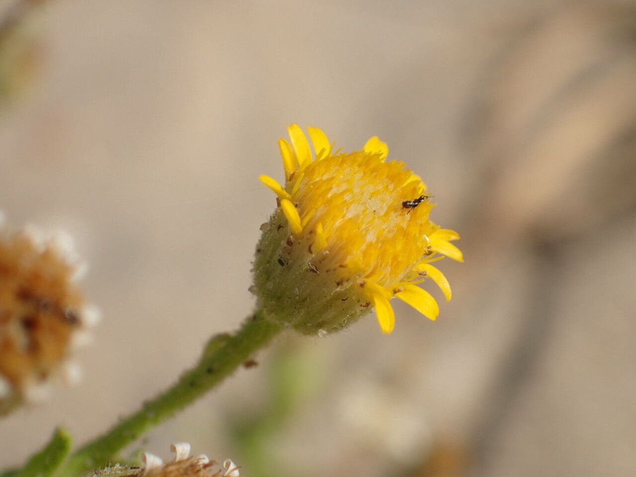Nidorella aegyptiaca flower