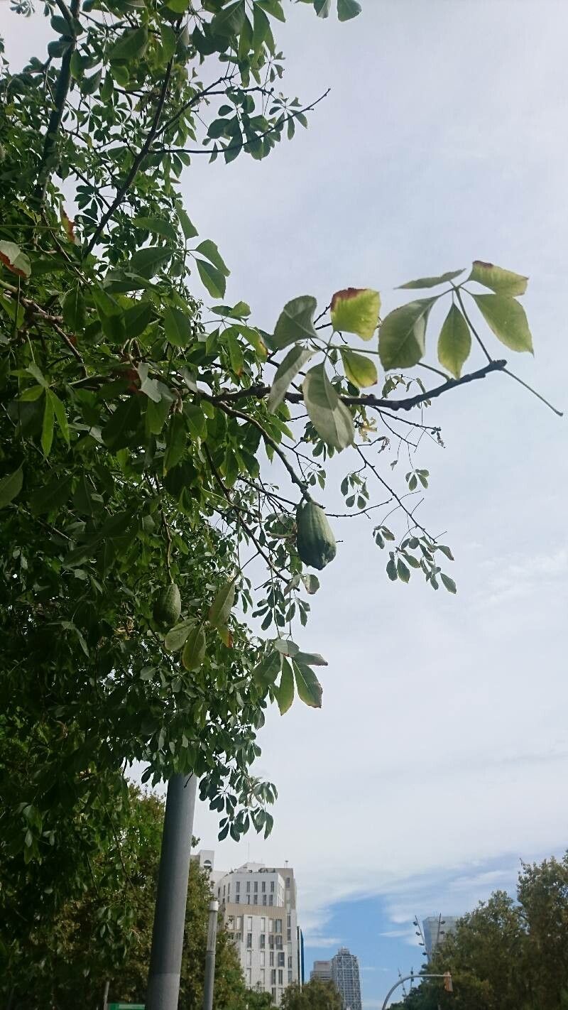 Ceiba insignis fruit
