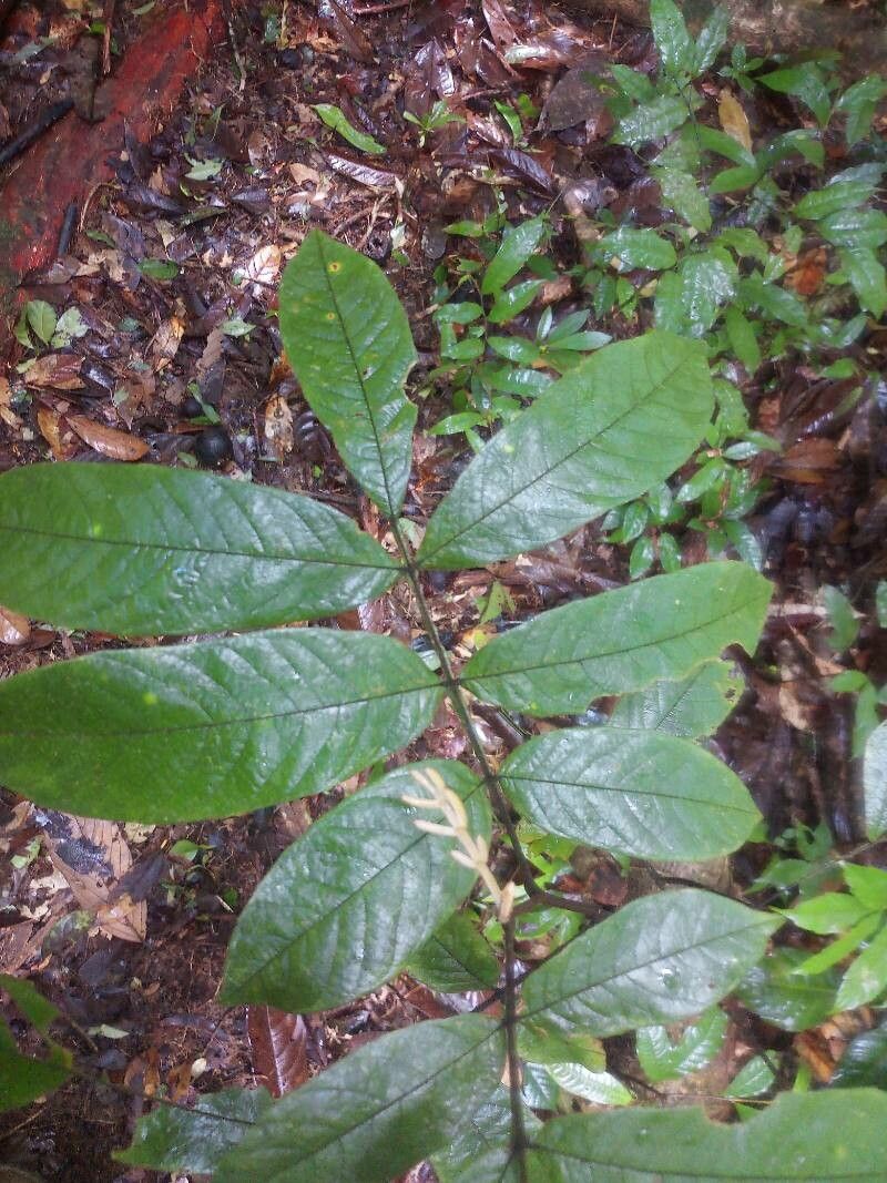 Swartzia grandifolia — houseplant care guide