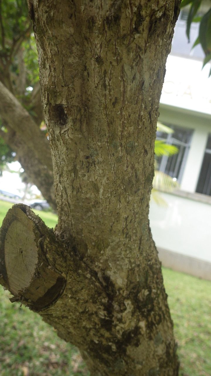 Barleria observatrix bark