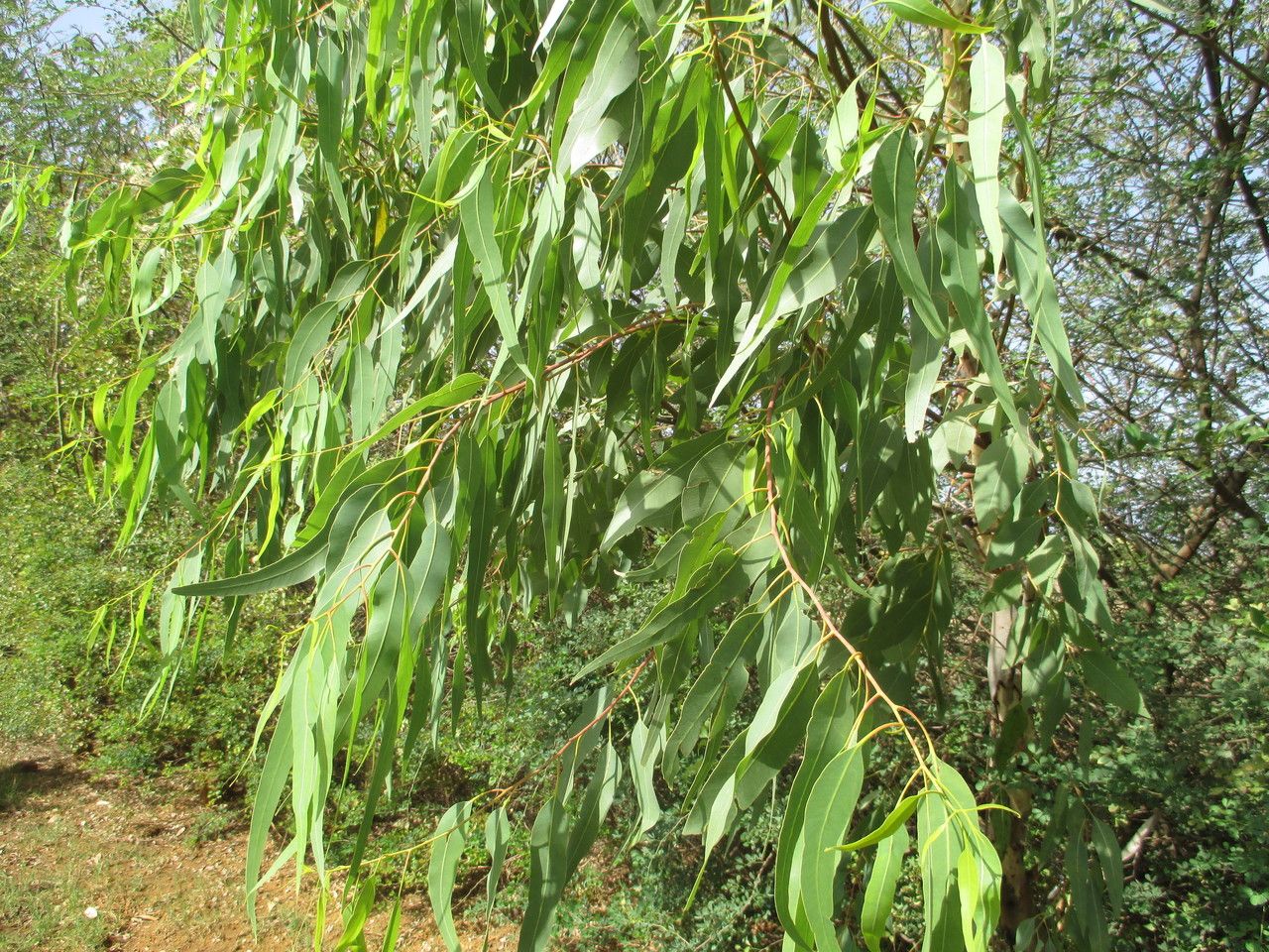 Eucalyptus alba leaf