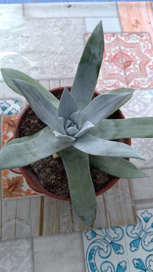 Dudleya brittonii leaf