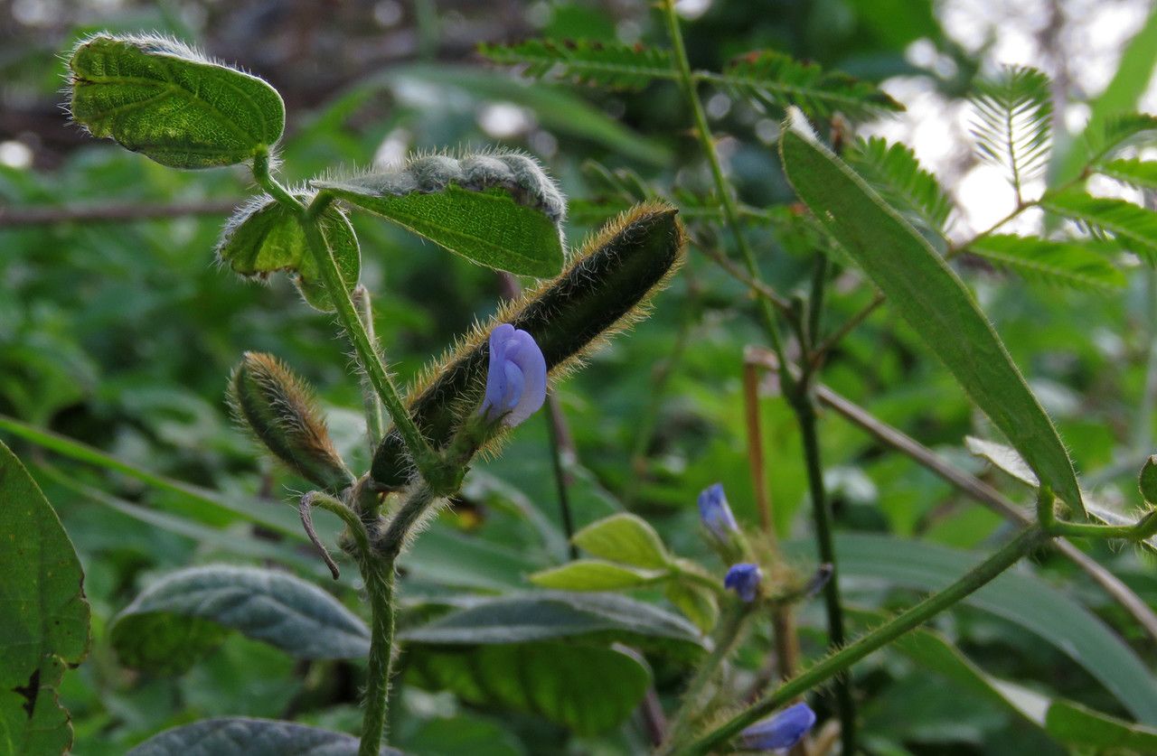 Calopogonium mucunoides flower