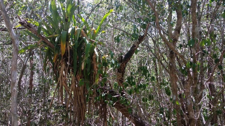 Bromelia plumieri habit