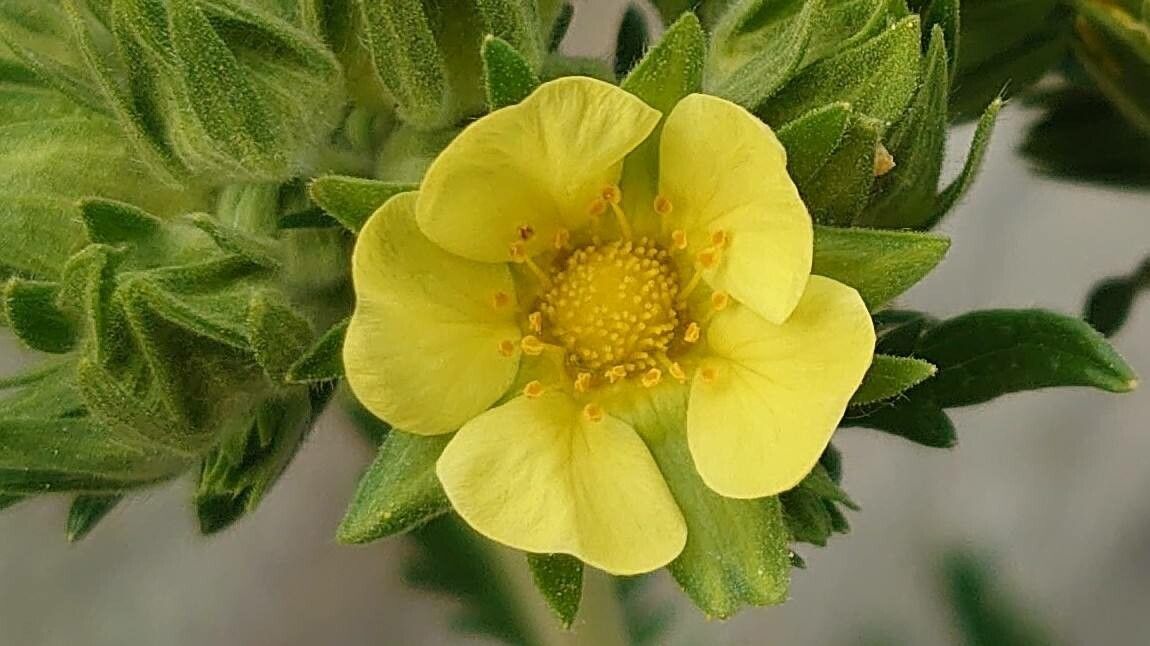 Potentilla pensylvanica flower