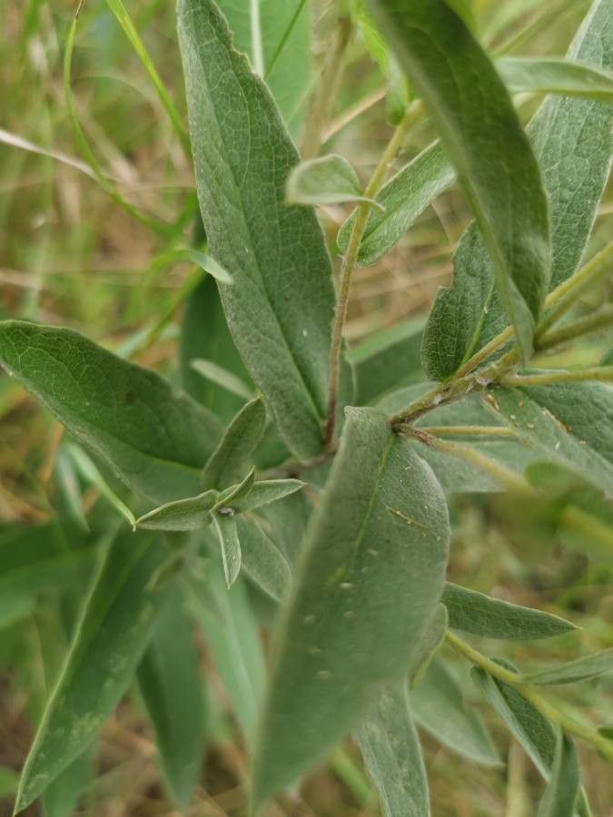 Inula germanica leaf