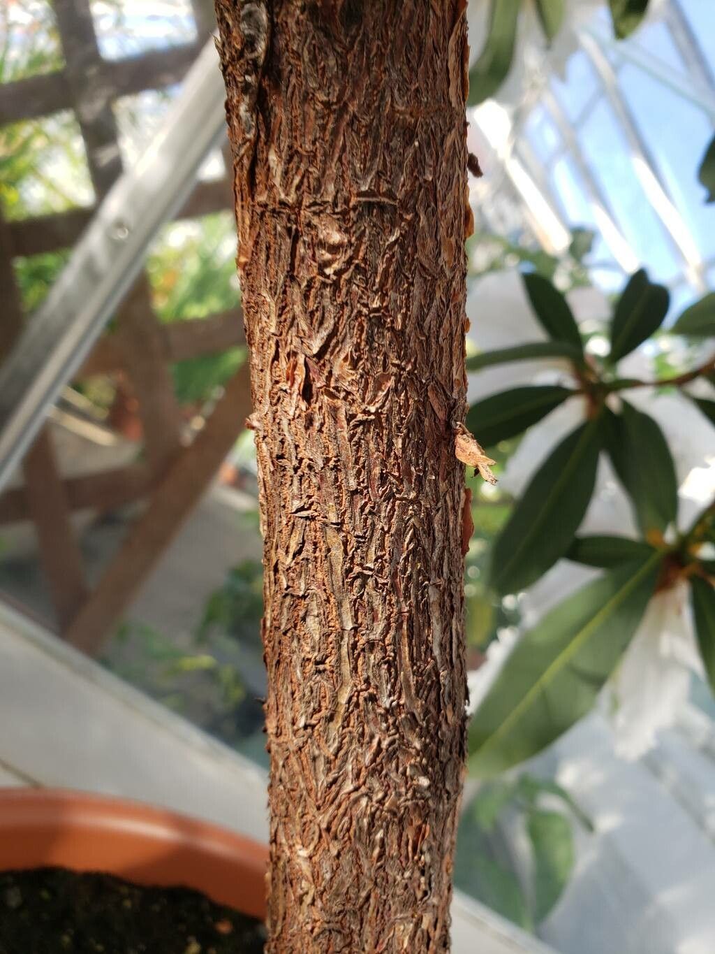 Rhododendron veitchianum bark