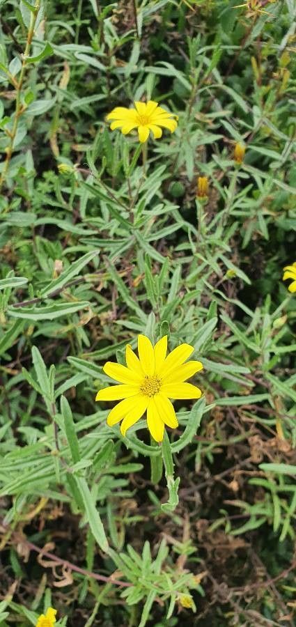 Senecio rhammatophyllus flower