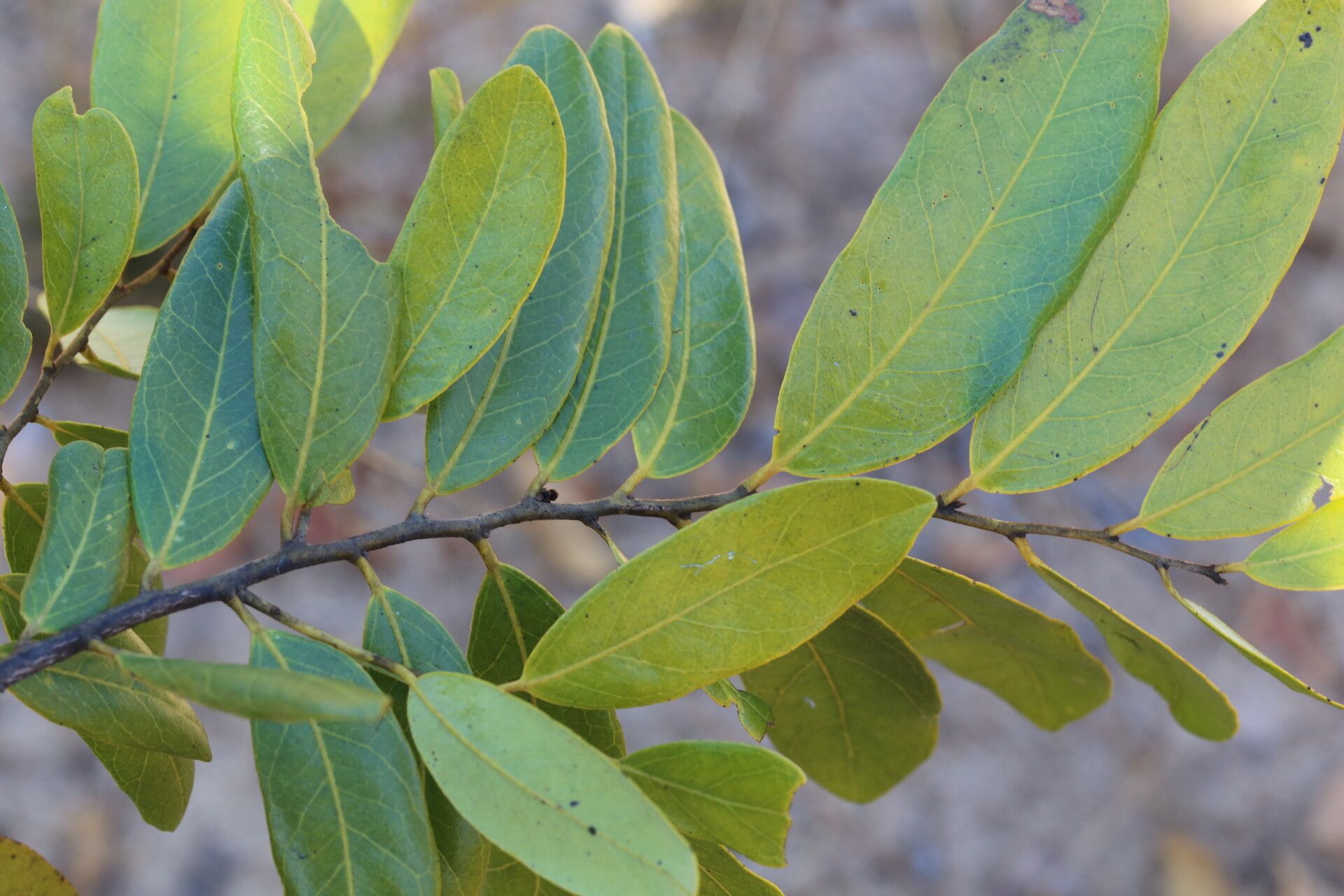 Diospyros batocana — houseplant care guide