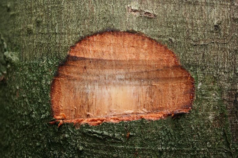 Anacardium spruceanum other