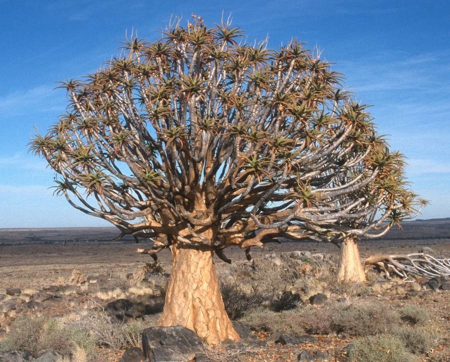 Aloe dichotoma flower