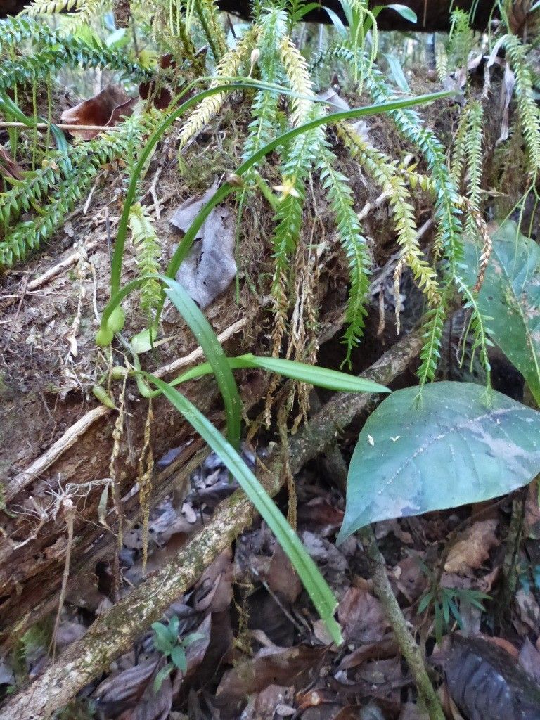 Phreatia paleata — related species from the same genus