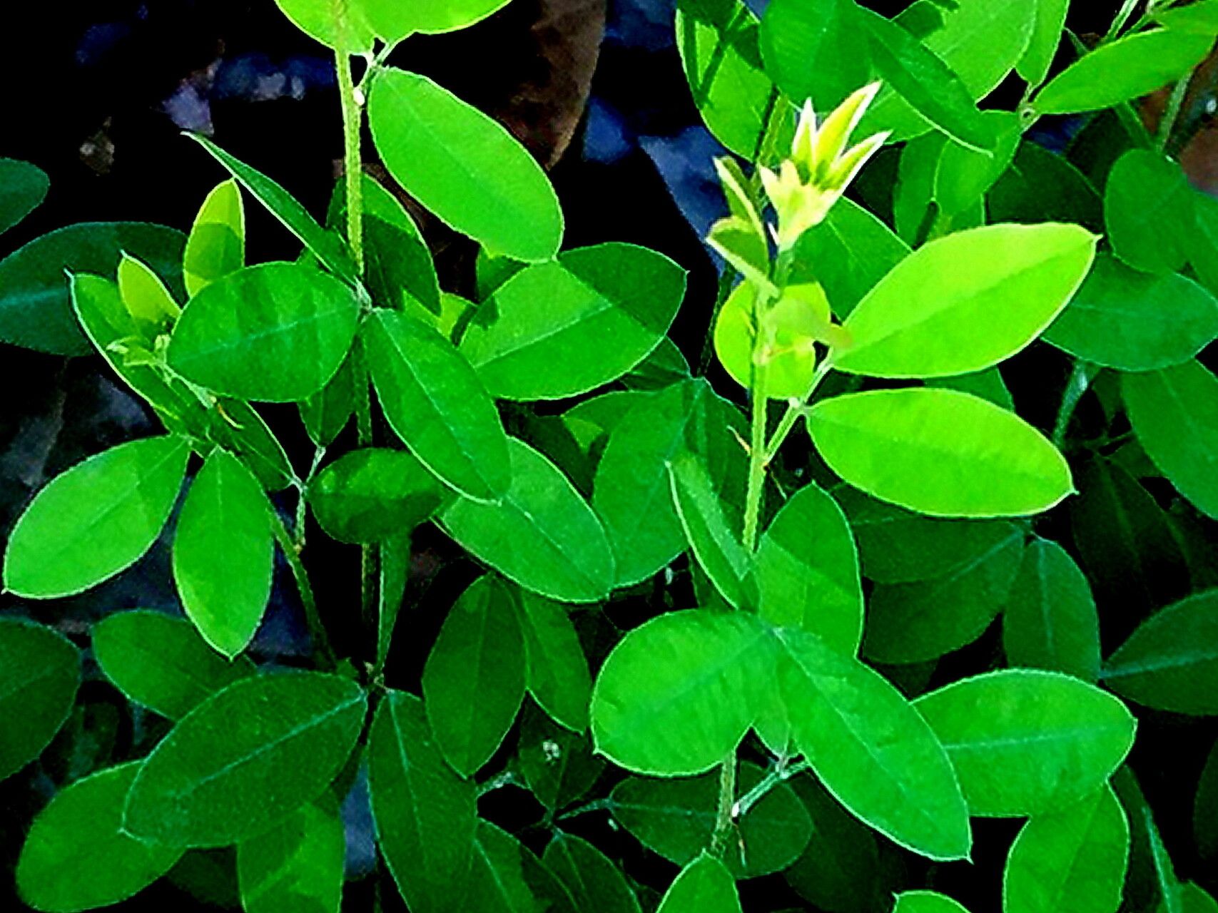Lespedeza repens — search result for 'Lespedeza'