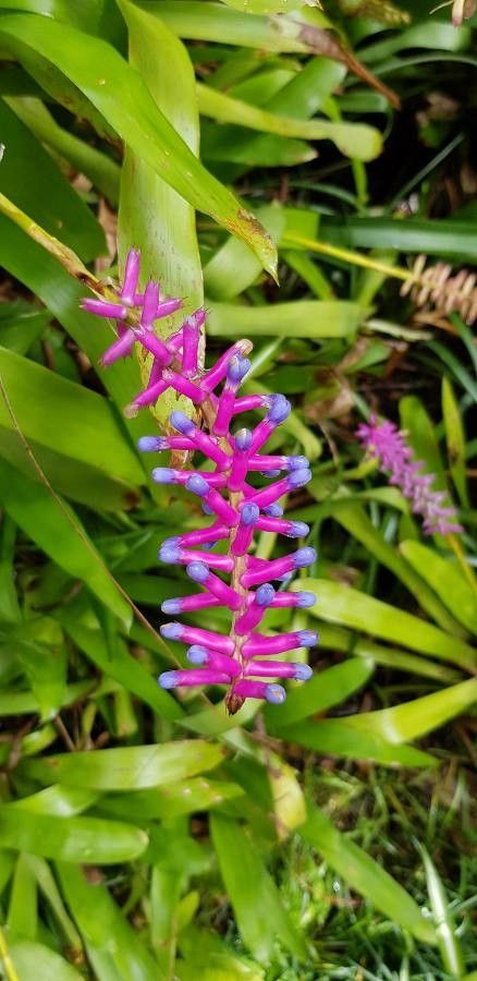 Aechmea gamosepala flower
