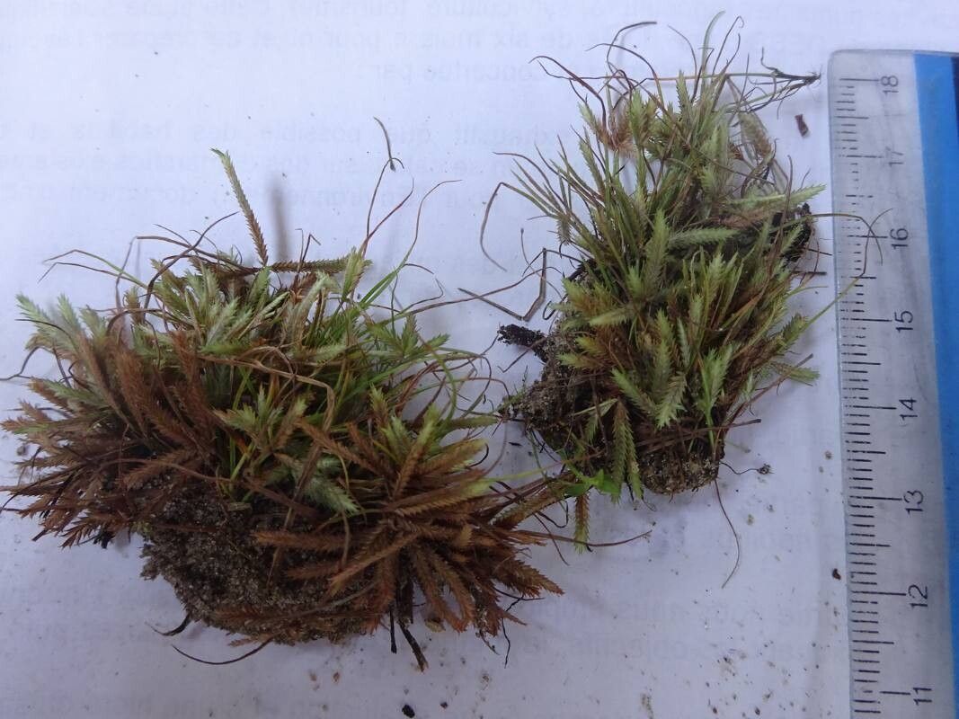 Cyperus reduncus — houseplant care guide