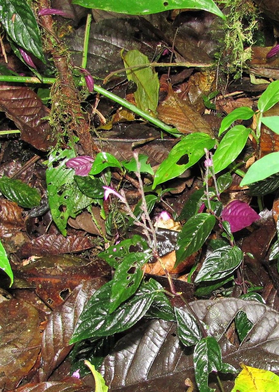 Justicia metallica habit