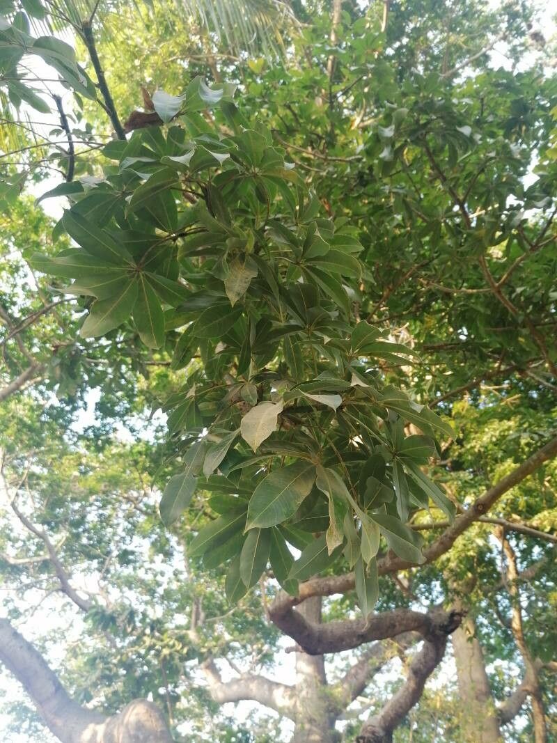 Sterculia murex — search result for 'Sri Lanka'