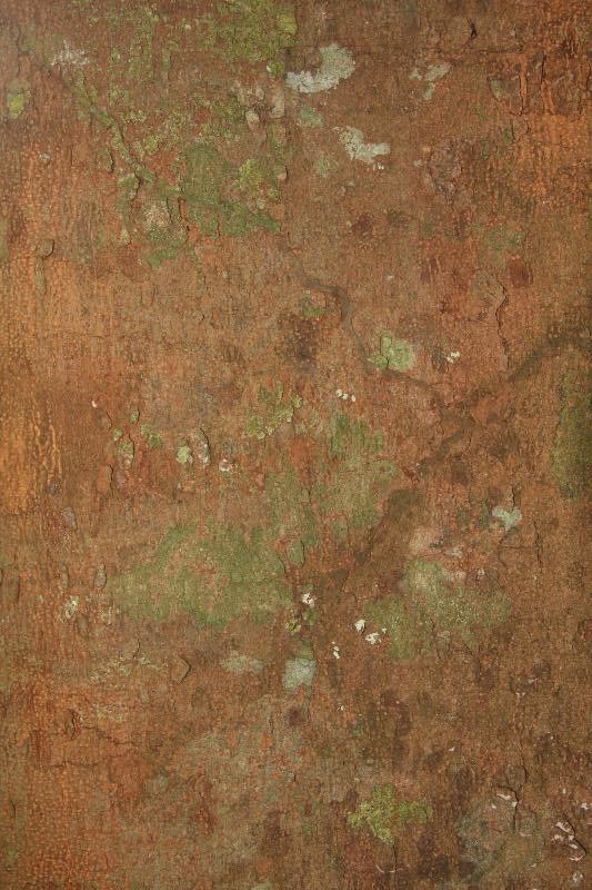 Parahancornia fasciculata bark