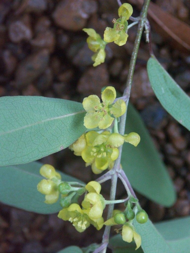 Stigmaphyllon angustifolium flower