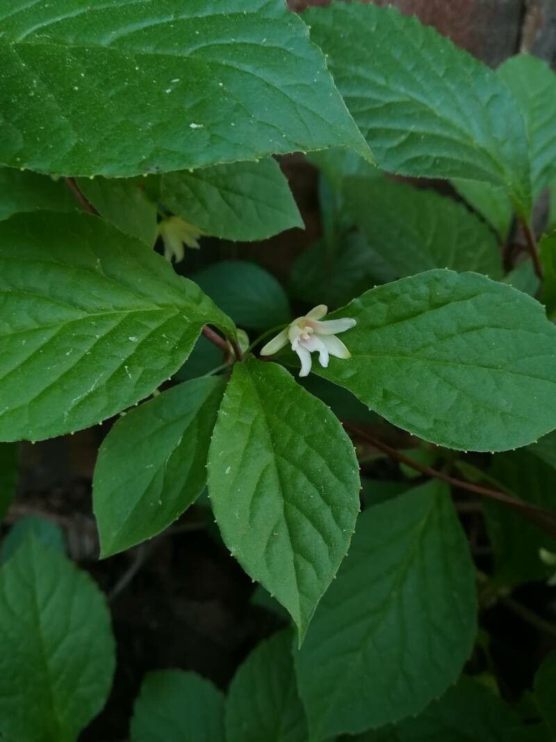 Schisandra chinensis flower