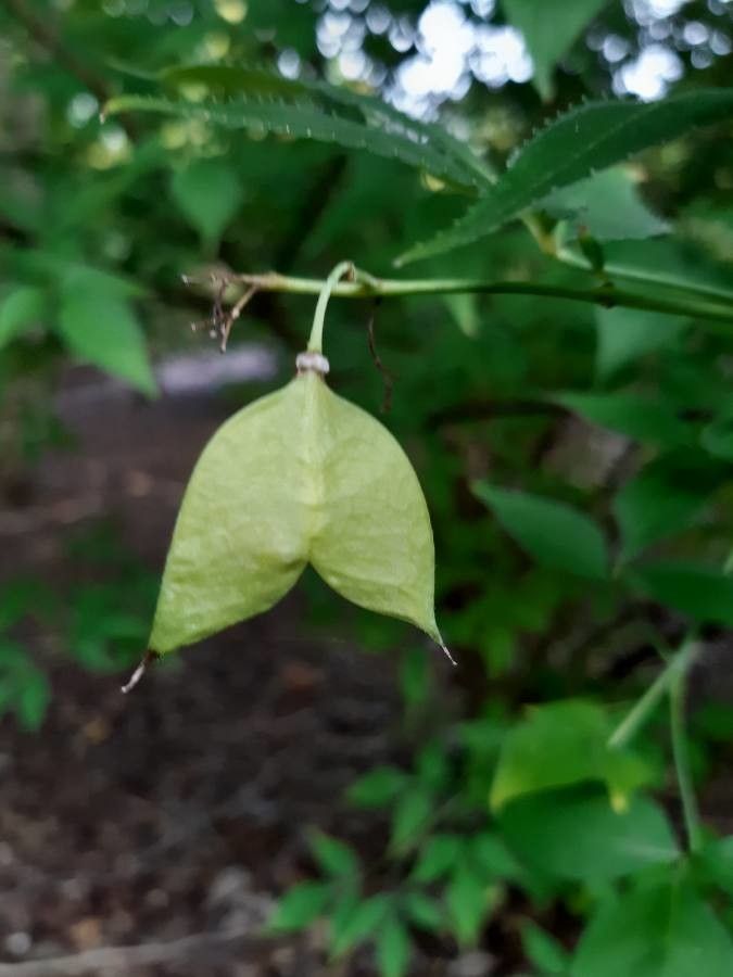 Staphylea bumalda fruit