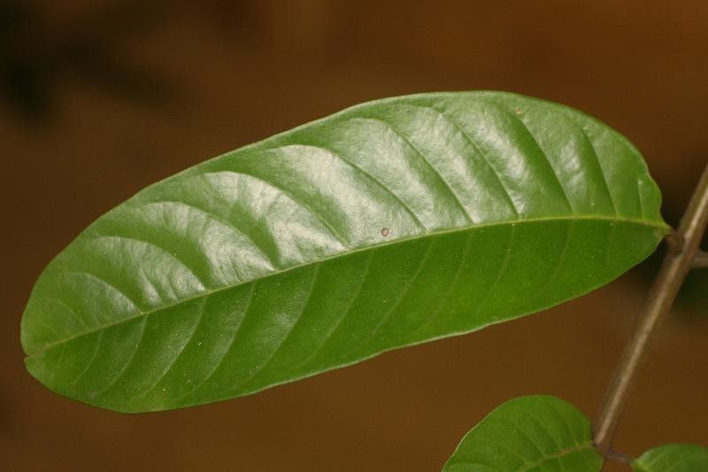 Guarea gomma leaf