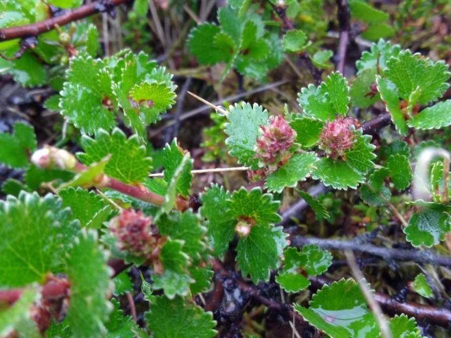Betula nana flower