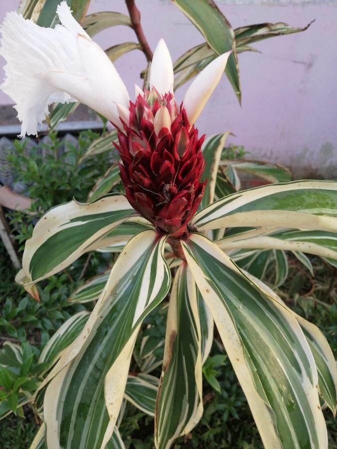 Costus arabicus flower